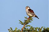 Pygmy Falcon